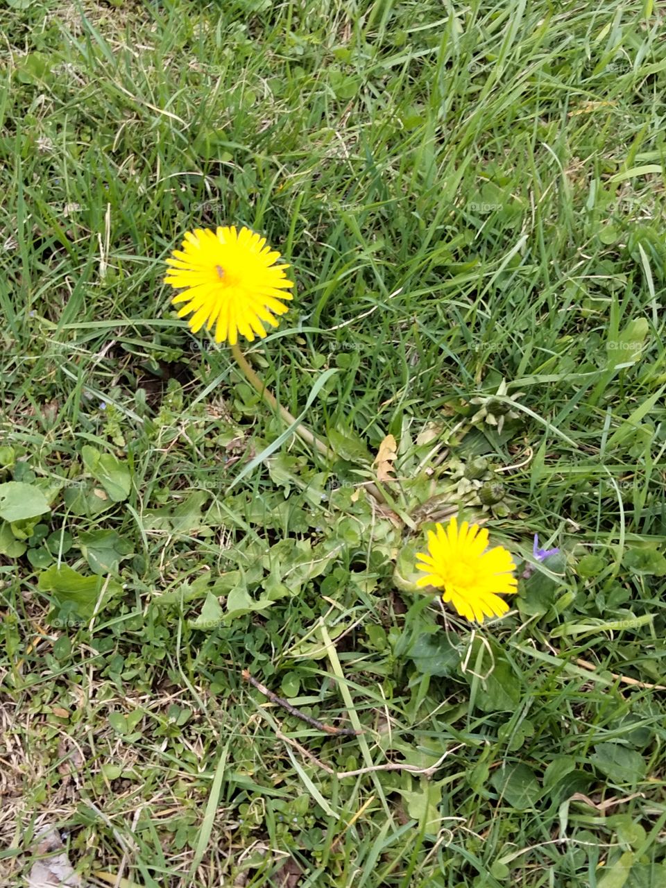 dandelions