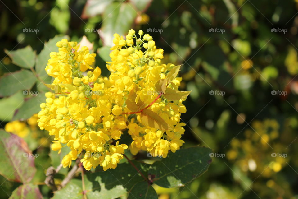 flowers