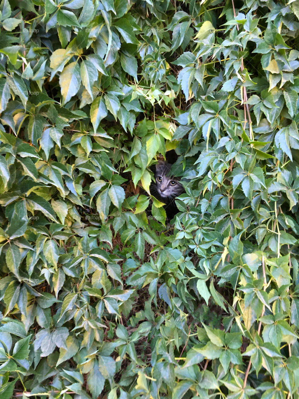 cat in bush (find the cat)