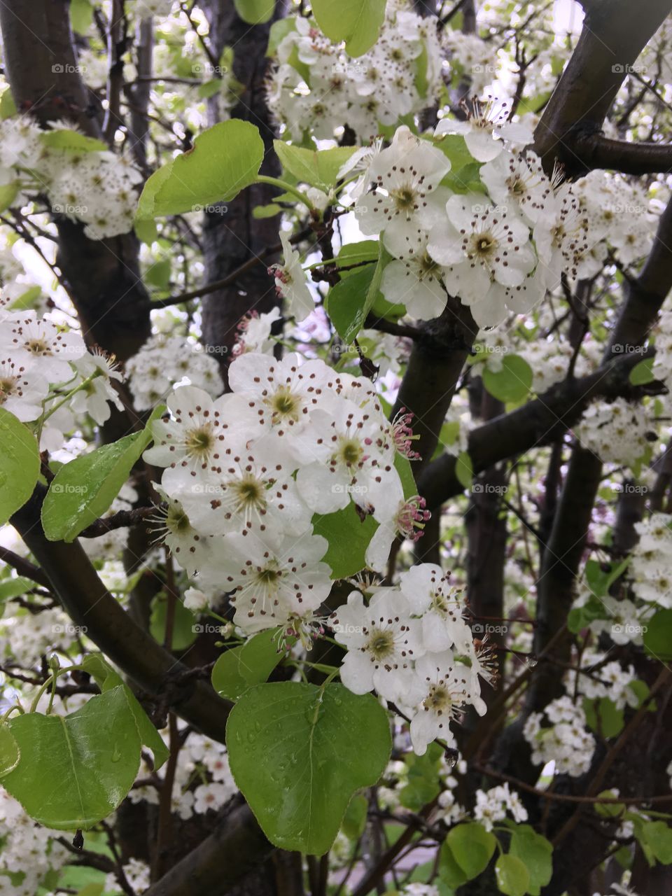 White apple tree. Springtime flowers blooming. Western New York