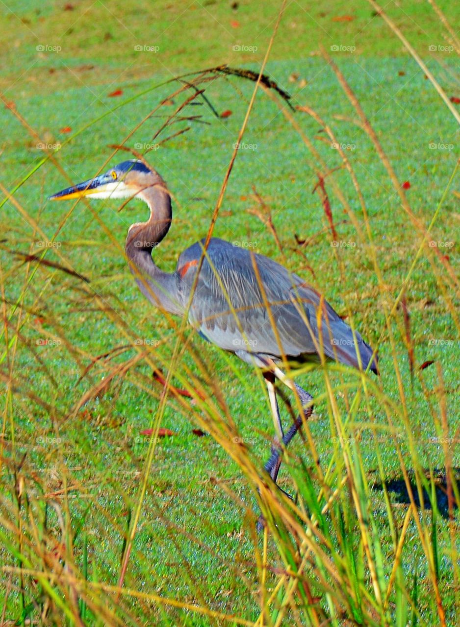 Blue heron on green grass