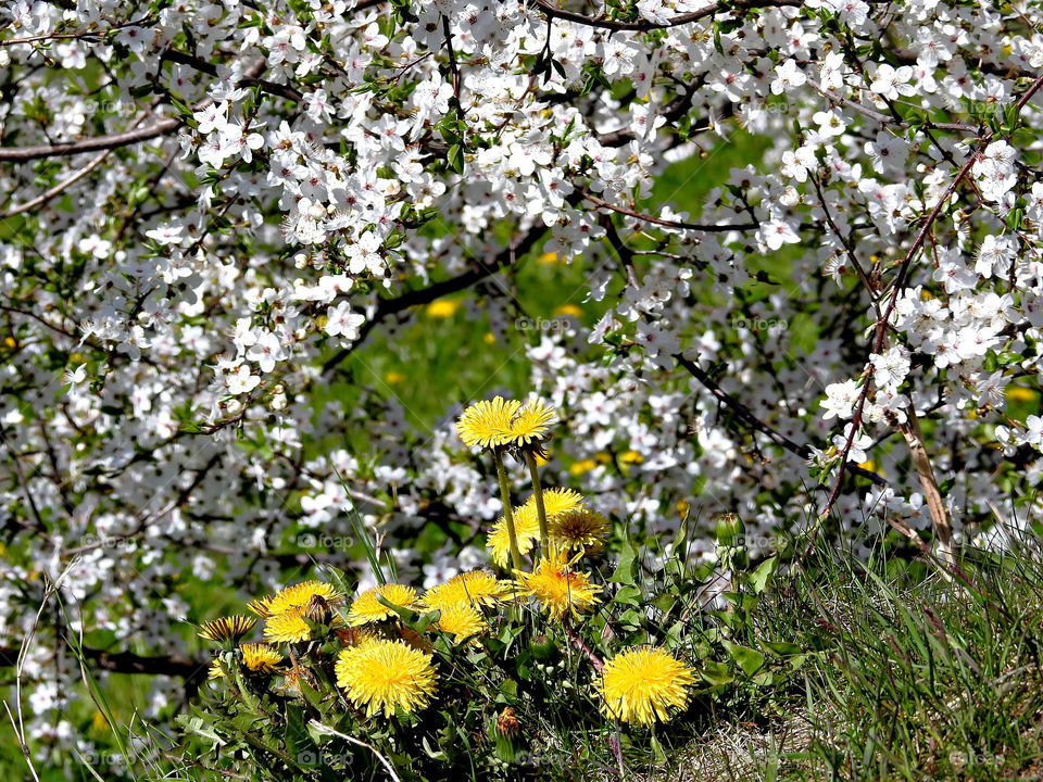 Colors of Spring