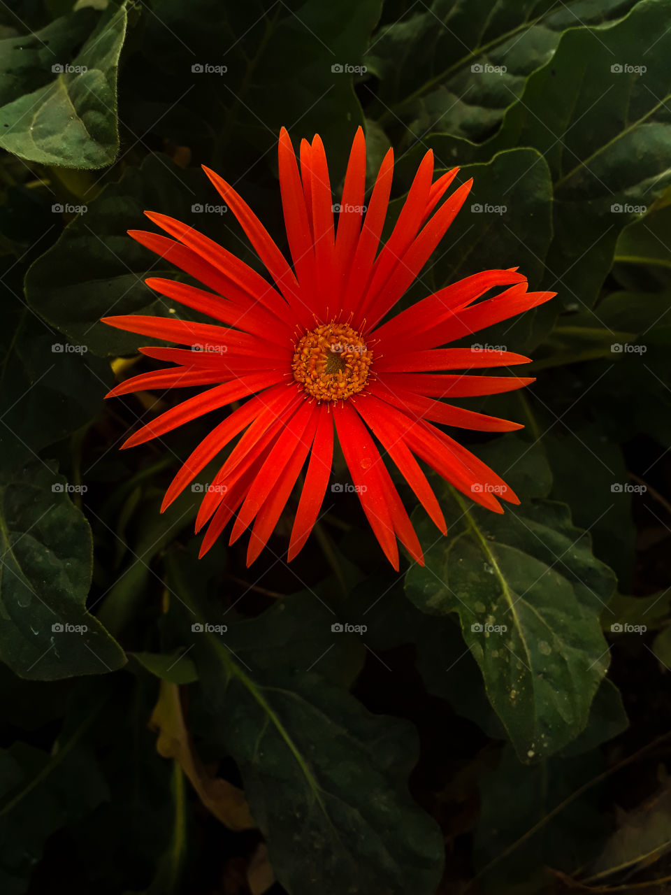a red flower against green background of leaves