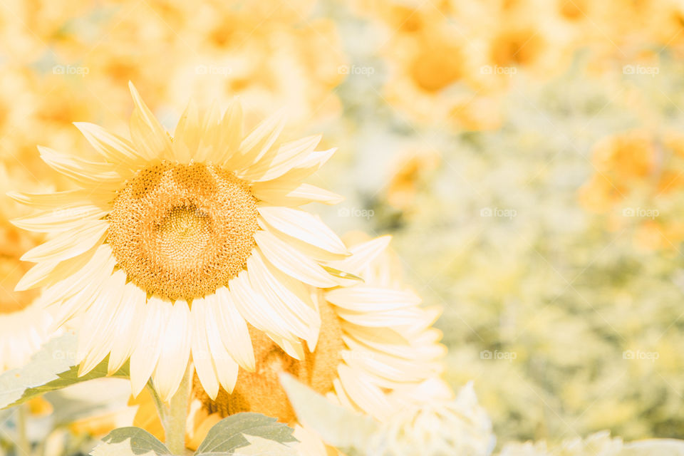 Sunflower fields