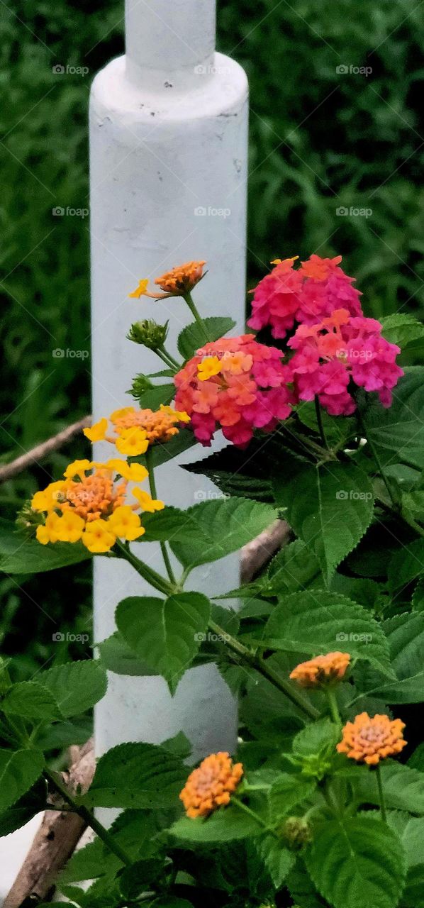 Common Lantana