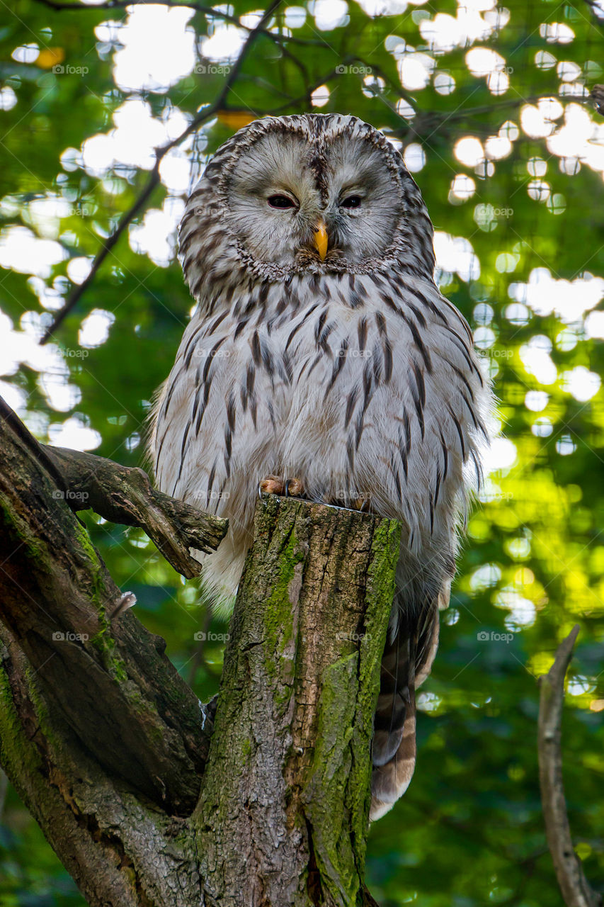 Spotted owl sits on a tree at the Prague Zoo