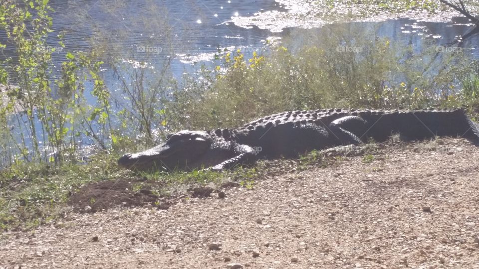 Alligator relaxing