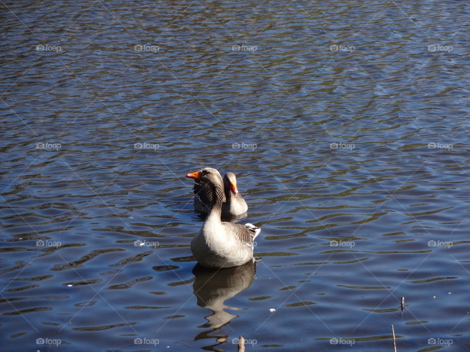 Local wildlife