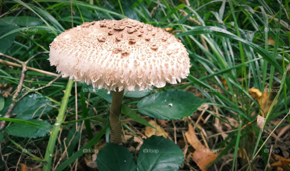 Lepiota