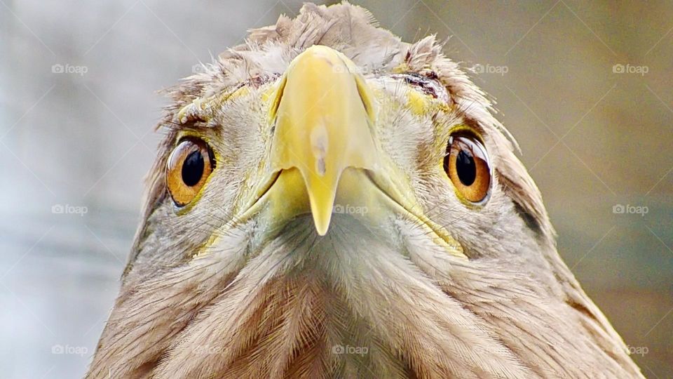 sight eagle