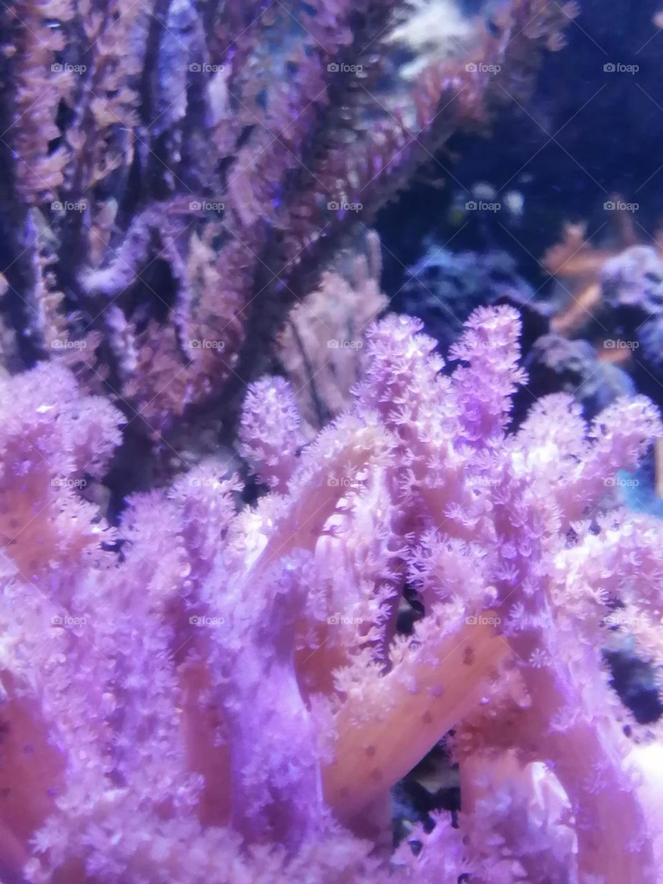 Coral