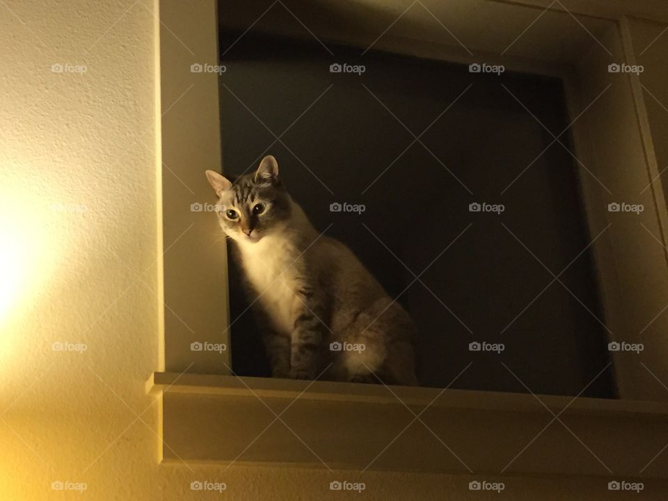Cat, Portrait, Mammal, Room, Pet