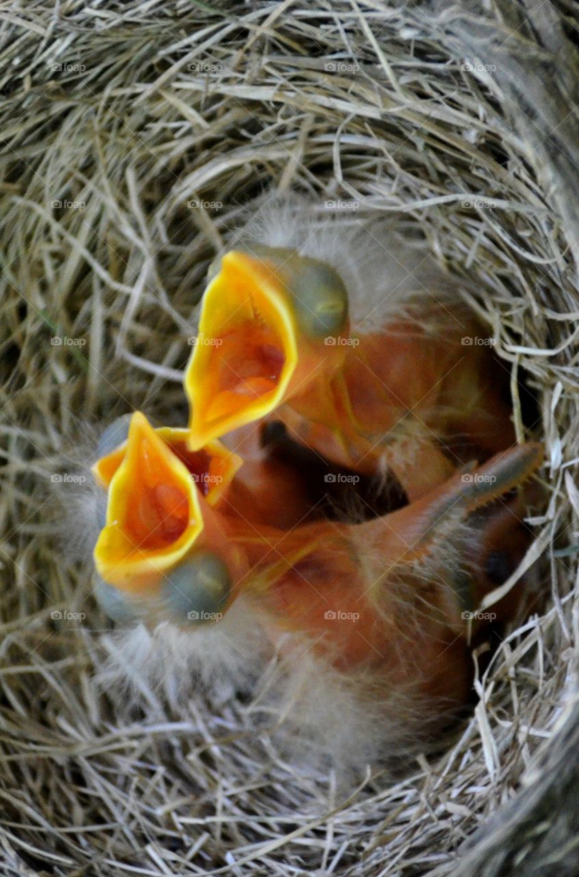 Feed me!. Baby robins looking for food