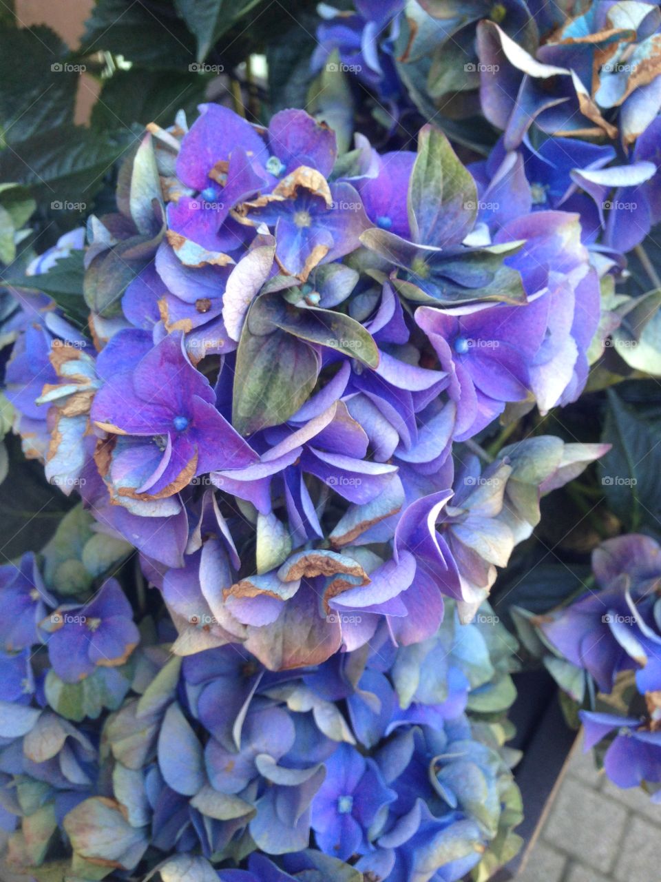 Violets flowers 