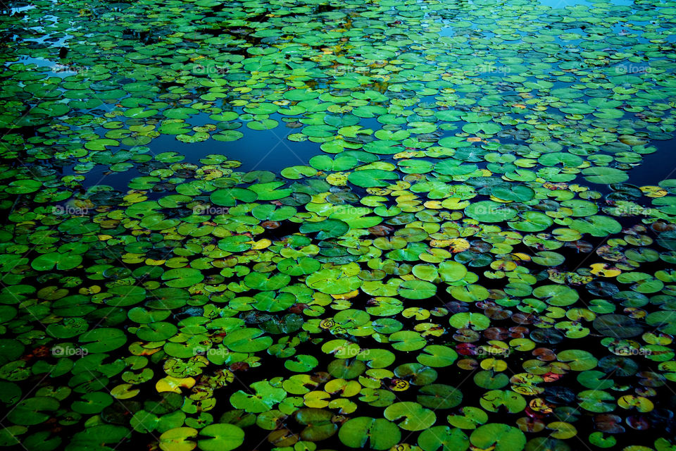 Lily pads