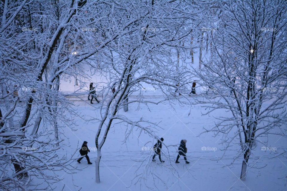 Winter, Snow, Cold, Tree, Frost