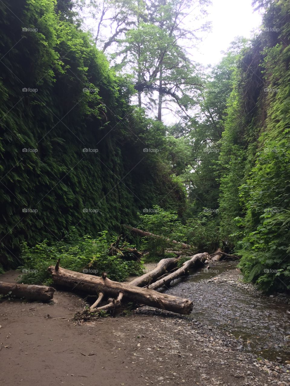 Fern Canyon