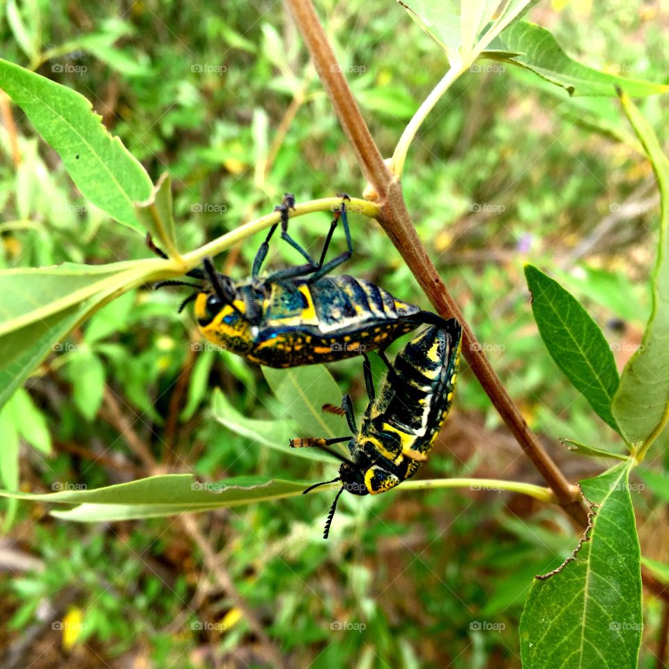 Mating insects