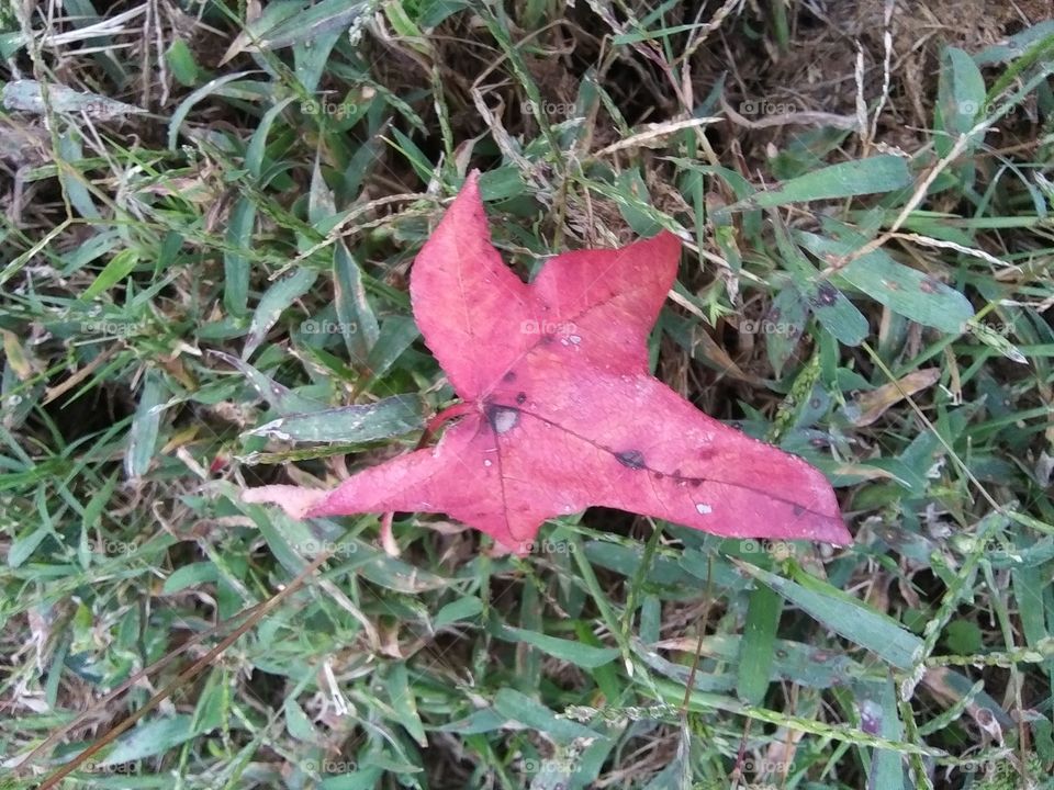 red leaf