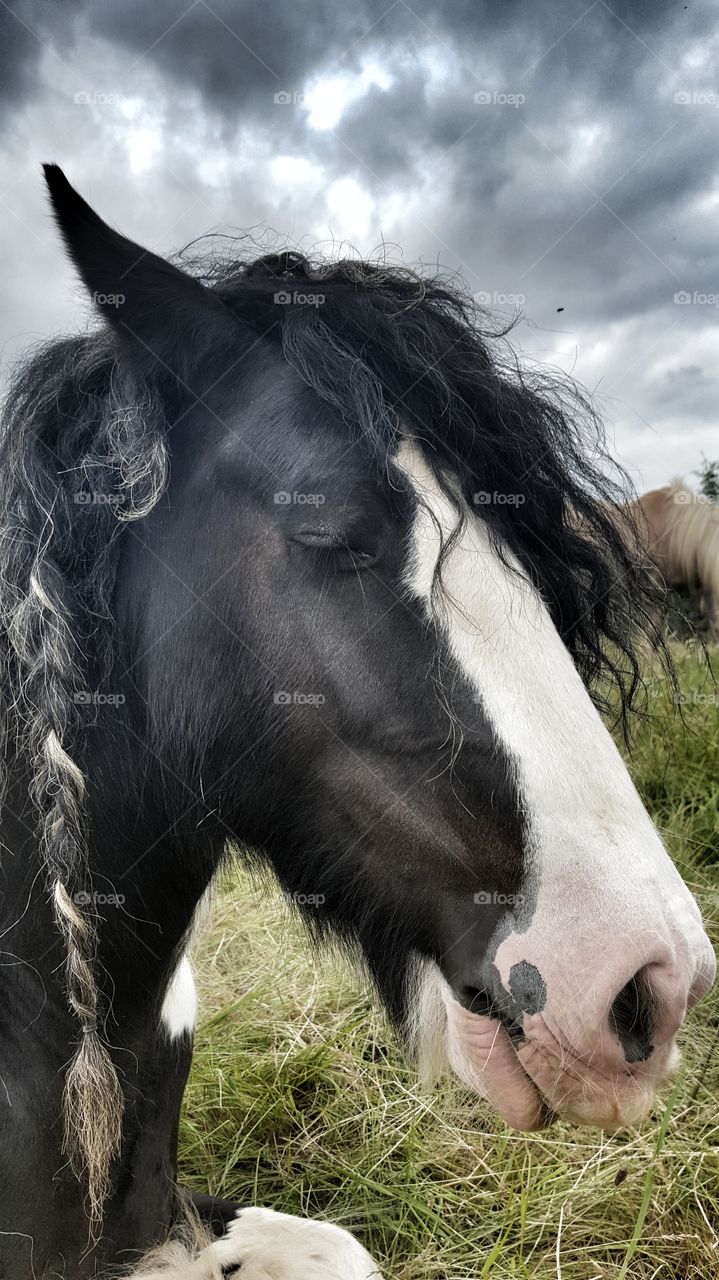 Sleepy Gypsy Vanner