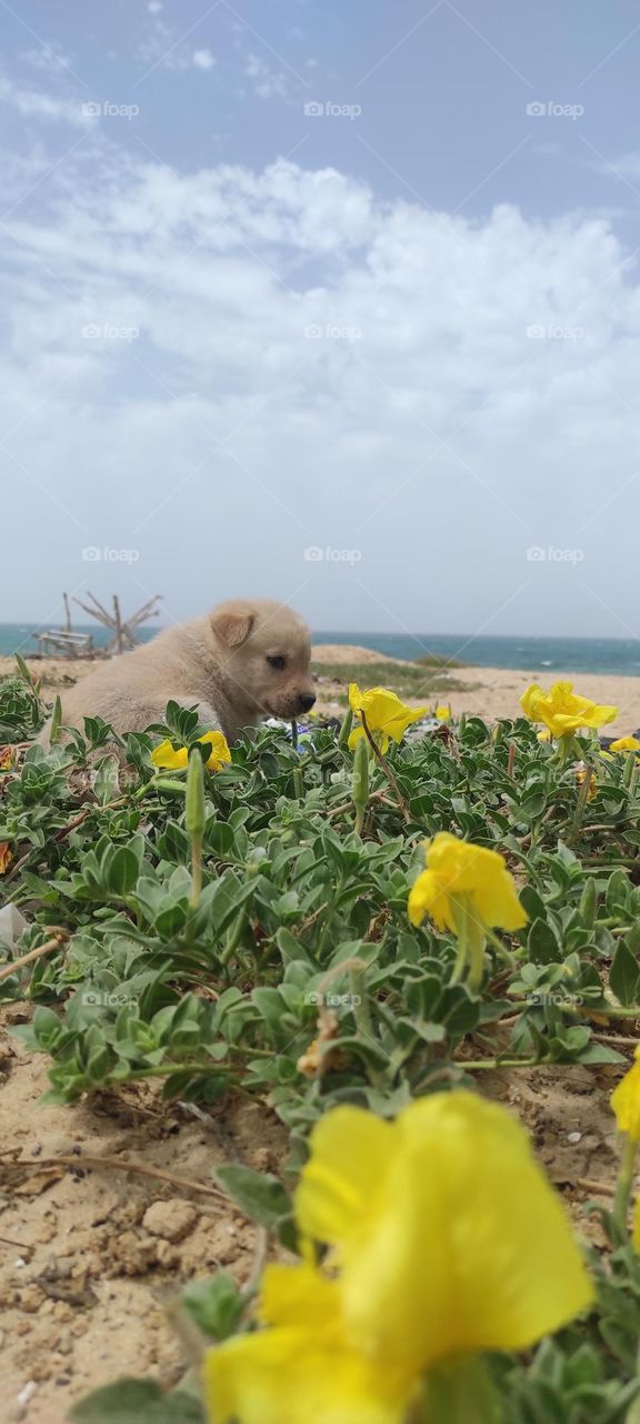 Yellow roses make a wonderful painting with the little dog