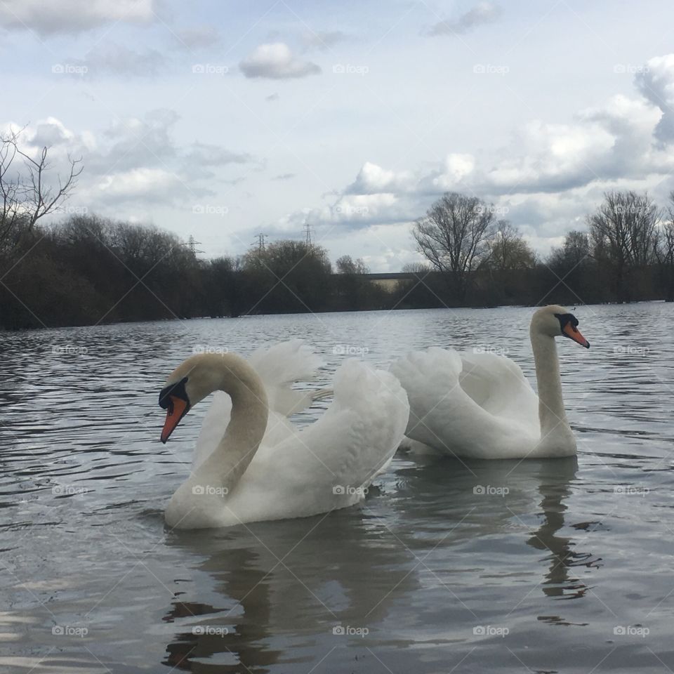 Pair of swans at Leybourne lakes Kent UK