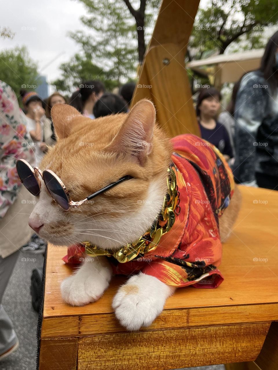 So cool cat! 