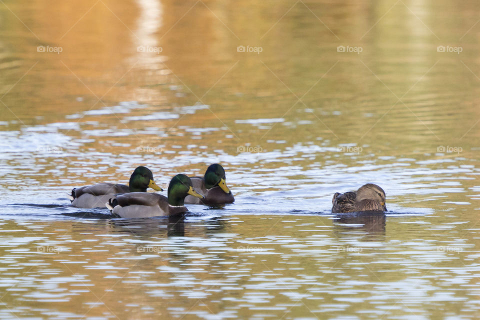 Female duck and admirers - Autumn  - höst ankor