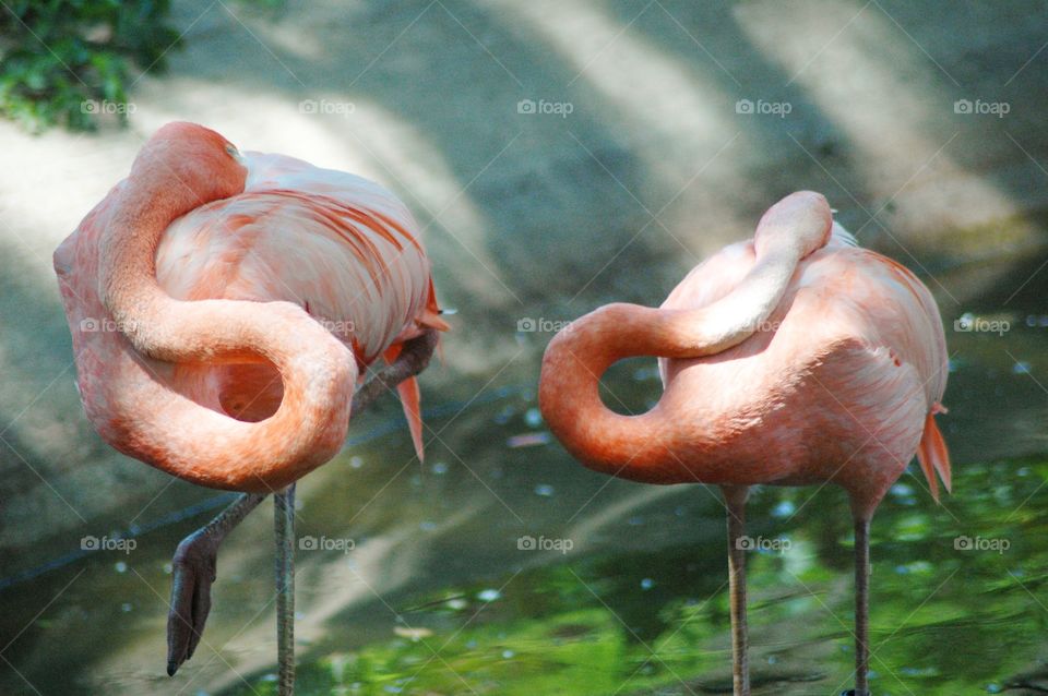 flamingos