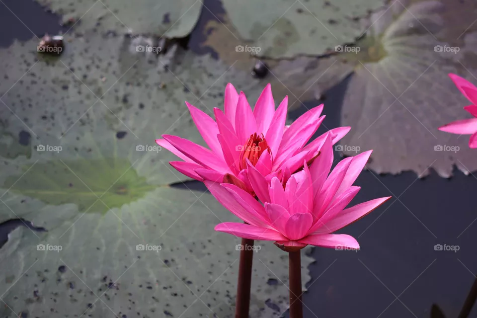 Close up view of two pink blooming lotus in a pond. 