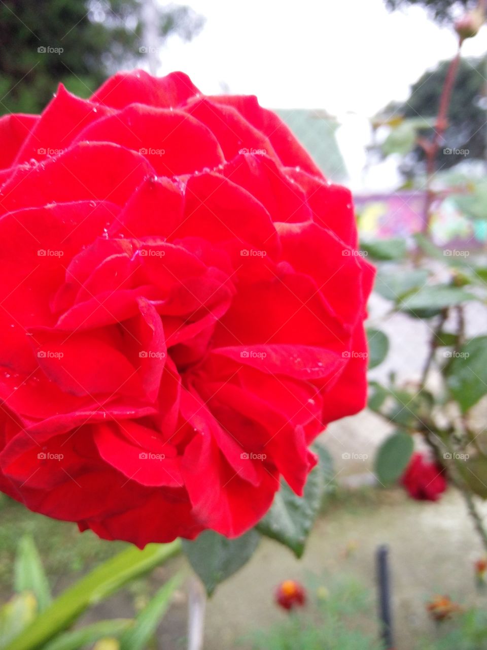 red rose