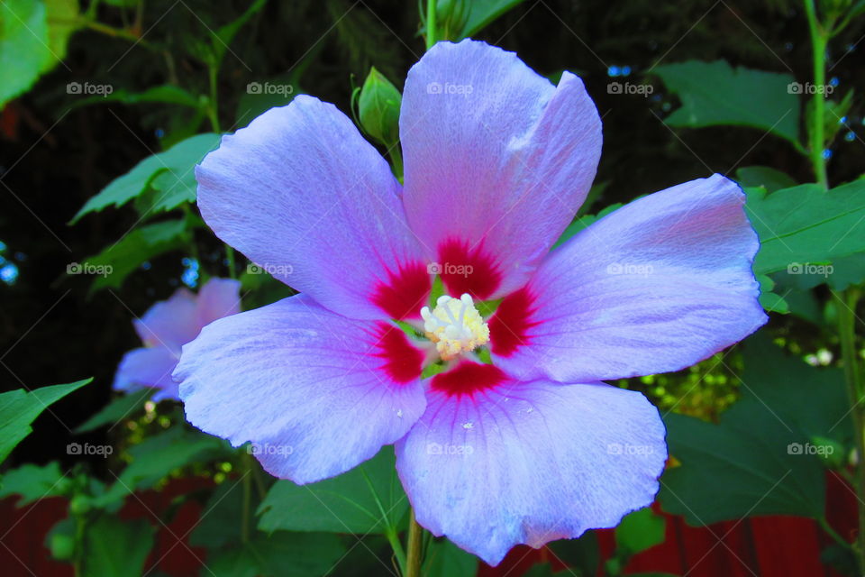 Rose of Sharon