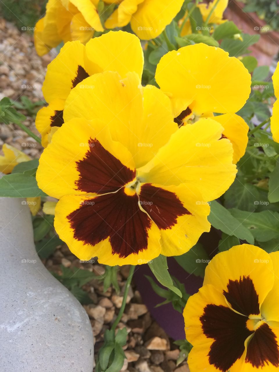 Pansy glowing with the sunrise. 