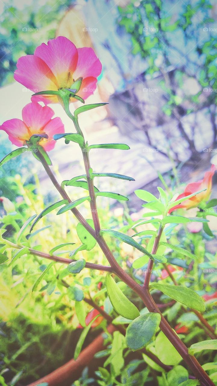 mobile series:plants