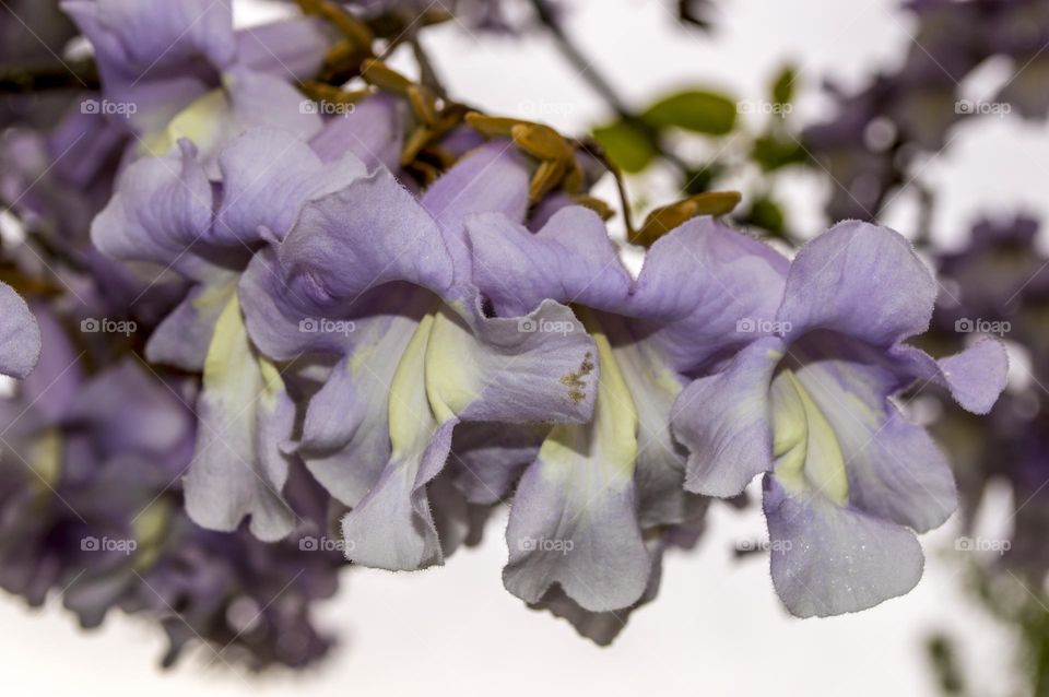 Paulownia or Adam's tree.