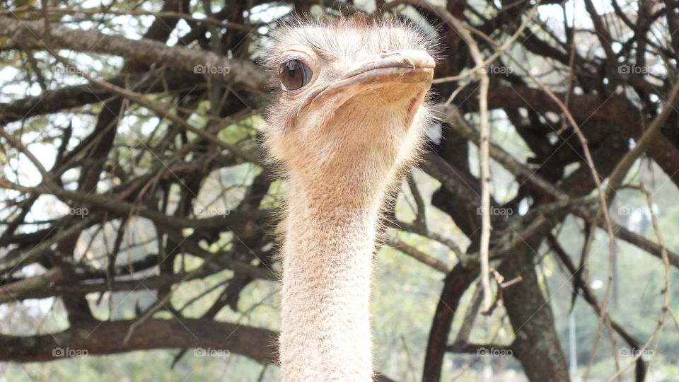 Ostrich