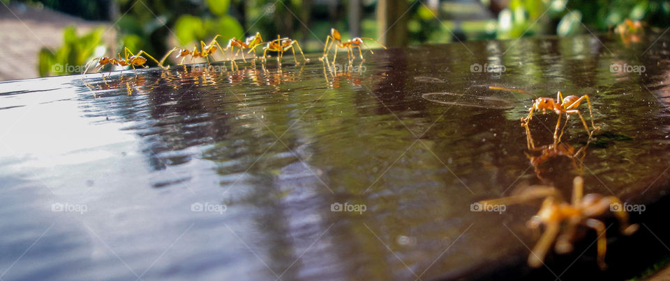 High angle view of ants on wood