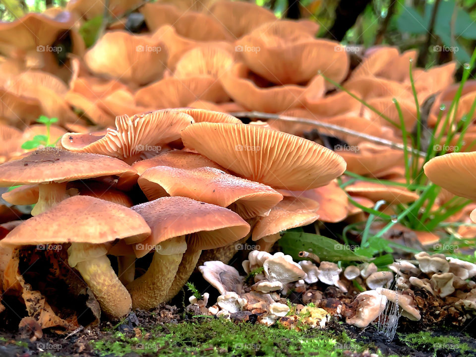 Mushroom gathering 