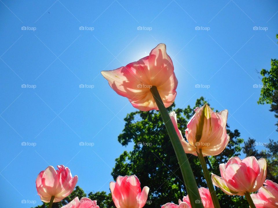 spring tulips