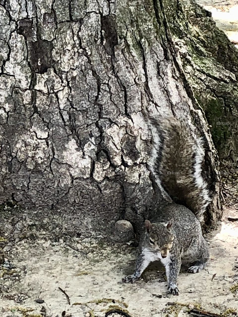Close up with Squirrel 🌿