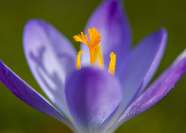 Crocus - first sign of spring