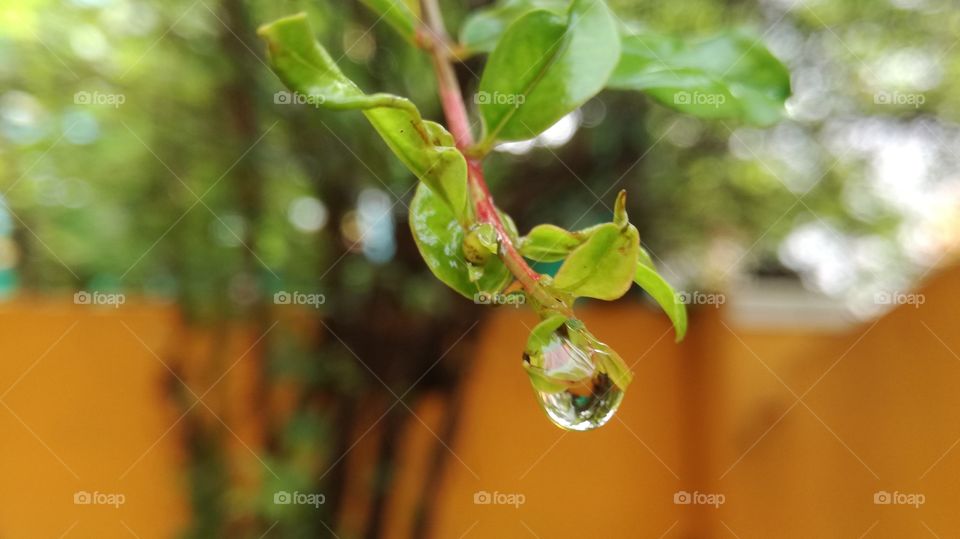 the morning is very chill this climate is made everyone fall on drops hoory!!!!