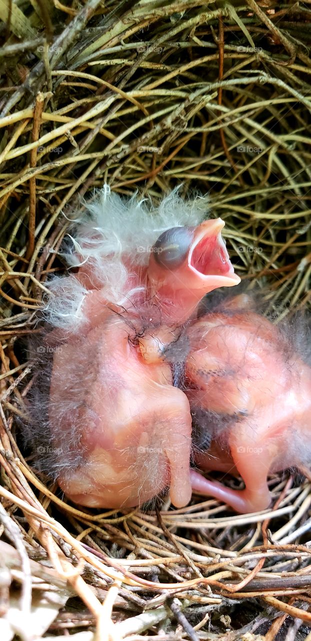 Newly hatched cardinals in a nest