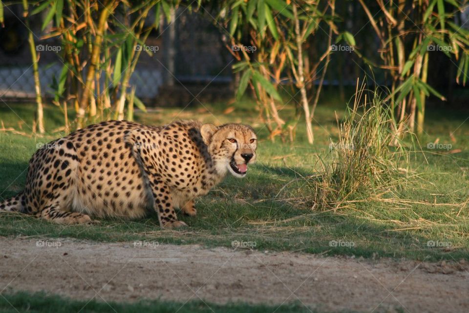 Fat cheetah