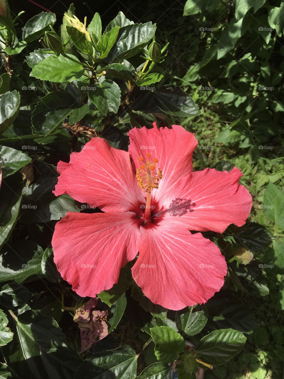 Hibiscus from the back yard :)