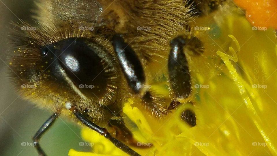 Bee Face