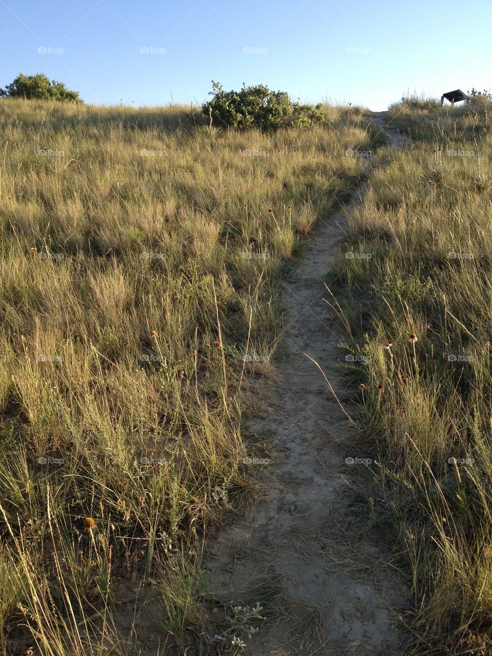 Path in the Tall Grass