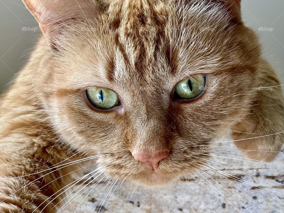A cat relaxing on the kitchen counter