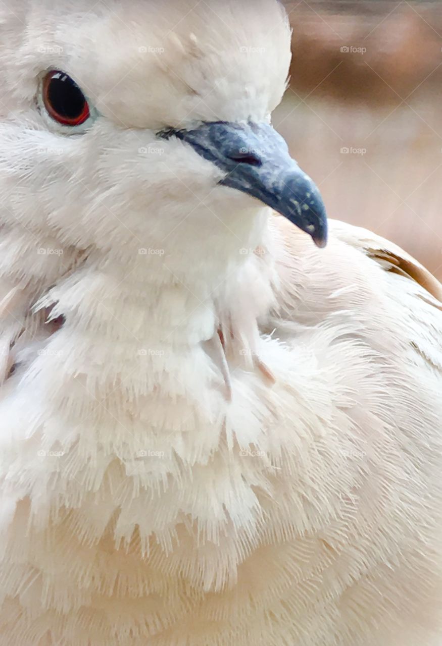 Ring- necked white dove closeup perched 