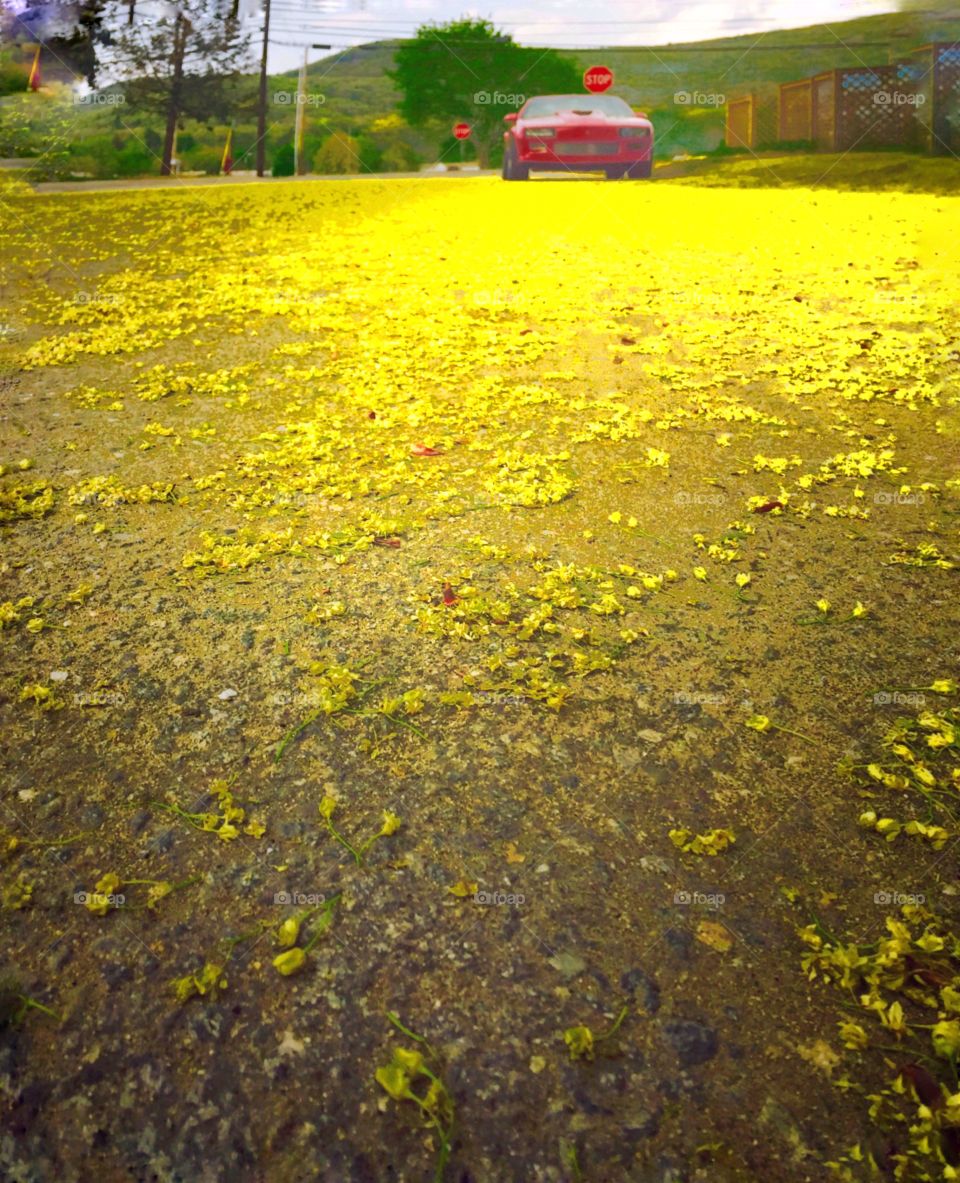 Tree flowers. Yellow tree flowers on the pavement 